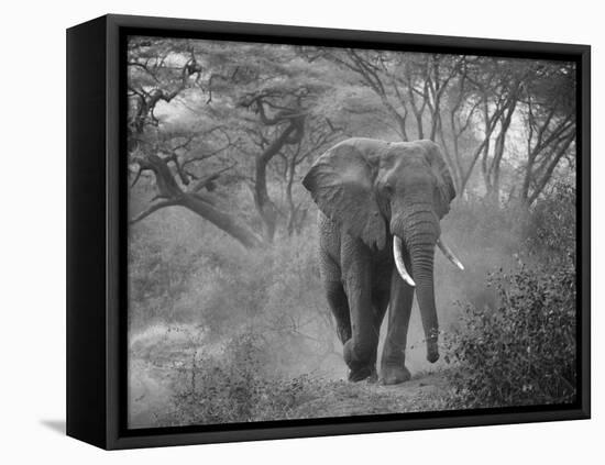 Loxodonta Africana, Lake Manyara National Park, Tanzania-Ivan Vdovin-Framed Premier Image Canvas