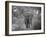 Loxodonta Africana, Lake Manyara National Park, Tanzania-Ivan Vdovin-Framed Photographic Print