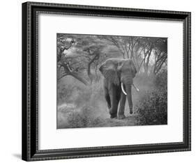 Loxodonta Africana, Lake Manyara National Park, Tanzania-Ivan Vdovin-Framed Photographic Print