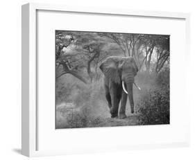 Loxodonta Africana, Lake Manyara National Park, Tanzania-Ivan Vdovin-Framed Photographic Print