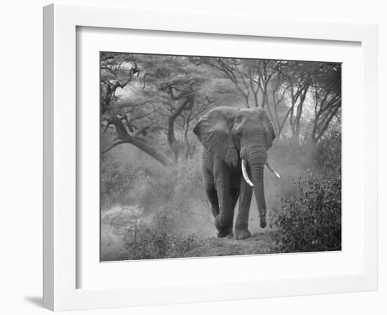 Loxodonta Africana, Lake Manyara National Park, Tanzania-Ivan Vdovin-Framed Photographic Print