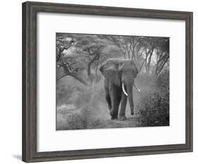 Loxodonta Africana, Lake Manyara National Park, Tanzania-Ivan Vdovin-Framed Photographic Print