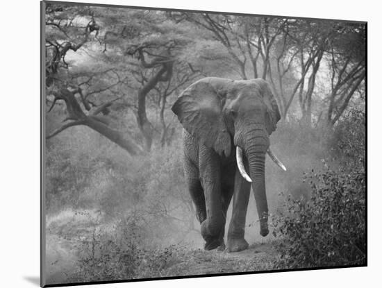 Loxodonta Africana, Lake Manyara National Park, Tanzania-Ivan Vdovin-Mounted Photographic Print