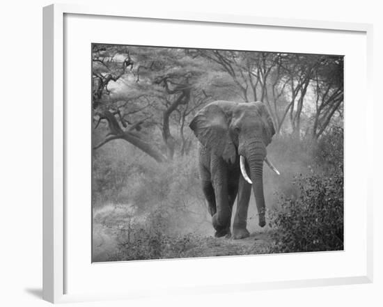 Loxodonta Africana, Lake Manyara National Park, Tanzania-Ivan Vdovin-Framed Photographic Print