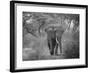 Loxodonta Africana, Lake Manyara National Park, Tanzania-Ivan Vdovin-Framed Photographic Print
