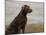 Loyal Labrador-Mark Chandon-Mounted Art Print