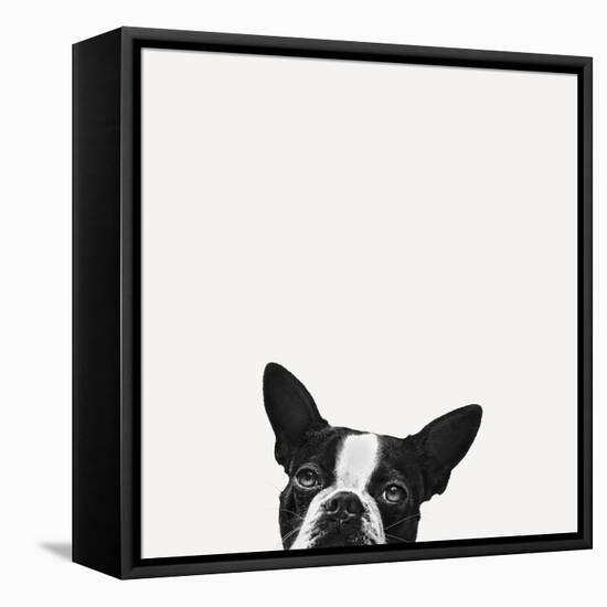 Loyalty-Jon Bertelli-Framed Stretched Canvas