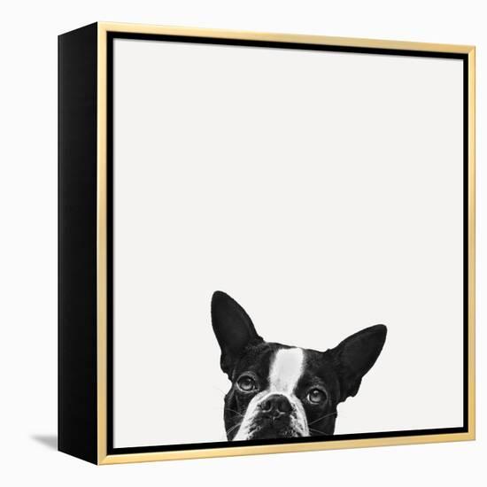 Loyalty-Jon Bertelli-Framed Stretched Canvas