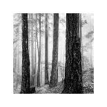 Capilano Forest-Lsh-Stretched Canvas