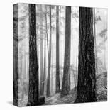 Capilano Forest-Lsh-Stretched Canvas