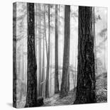 Fog and Trees at Dusk-Lsh-Stretched Canvas