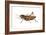 Lubber Grasshopper (Dictyophorus Reticulatus), Insects-Encyclopaedia Britannica-Framed Art Print