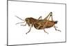 Lubber Grasshopper (Dictyophorus Reticulatus), Insects-Encyclopaedia Britannica-Mounted Art Print