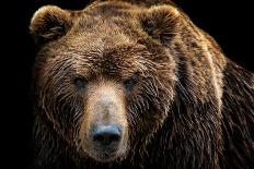 Front View of Brown Bear Isolated on Black Background. Portrait of Kamchatka Bear (Ursus Arctos Ber-Lubos Chlubny-Mounted Photographic Print