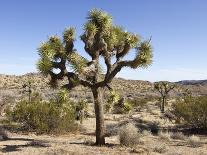 The Chimayo Sanctuary, Chimayo, New Mexico, USA-Luc Novovitch-Photographic Print