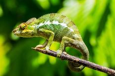 Endemic Chameleon of Madagascar on a Branch-Luca Bertalli-Premium Photographic Print
