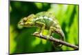 Photographic Print