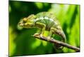 Photographic Print