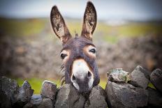 A Nice Donkey under the Rain . Aran Islands, Ireland.-Luca Fabbian-Laminated Photographic Print