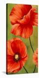 Poppies in the wind II-Luca Villa-Stretched Canvas