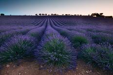 Lavender Field Photographed in the Evening.-LuCaAr-Photographic Print