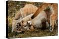 Stretched Canvas Print