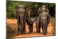 Photographic Print