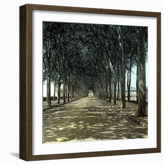 Lucca (Italy), the Promenade, Circa 1895-Leon, Levy et Fils-Framed Photographic Print