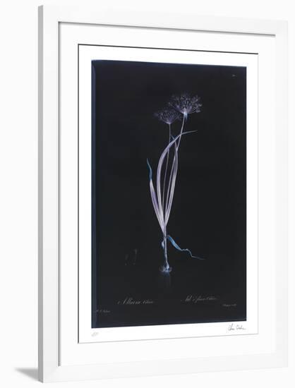Lucent - Allium-Chris Dunker-Framed Limited Edition