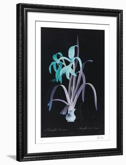 Lucent - Amaryllis-Chris Dunker-Framed Limited Edition