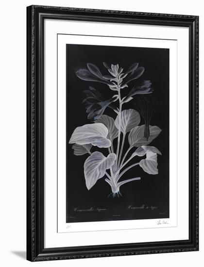 Lucent - Memerocallis-Chris Dunker-Framed Limited Edition