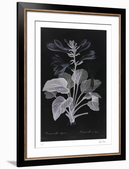 Lucent - Memerocallis-Chris Dunker-Framed Limited Edition