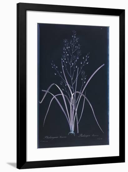 Lucent - Ramosum-Chris Dunker-Framed Giclee Print