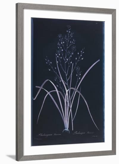 Lucent - Ramosum-Chris Dunker-Framed Giclee Print