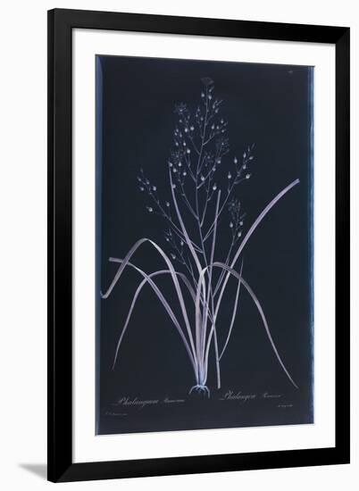 Lucent - Ramosum-Chris Dunker-Framed Giclee Print