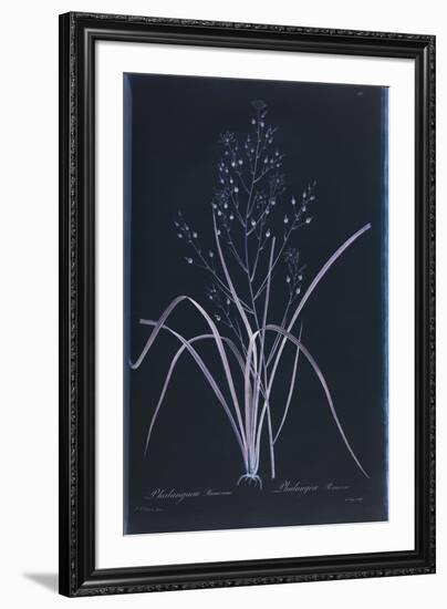 Lucent - Ramosum-Chris Dunker-Framed Giclee Print
