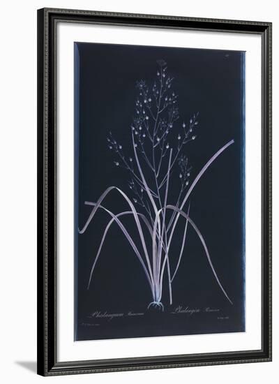 Lucent - Ramosum-Chris Dunker-Framed Giclee Print