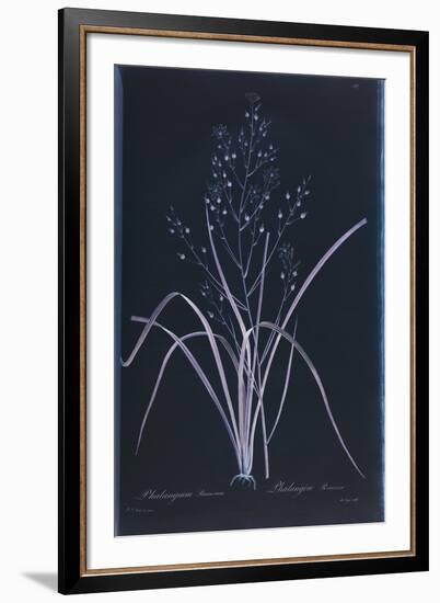 Lucent - Ramosum-Chris Dunker-Framed Giclee Print