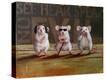 Stretched Canvas Print
