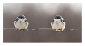 Birds on a Wire-Lucie Gagnon-Photographic Print