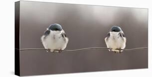 Birds on a Wire-Lucie Gagnon-Framed Premier Image Canvas