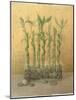 Lucky Bamboo-Danhui Nai-Mounted Art Print