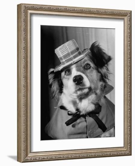 Lucky the Dog, in the Movie, "The Lost Dog"-Nina Leen-Framed Photographic Print