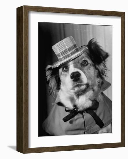 Lucky the Dog, in the Movie, "The Lost Dog"-Nina Leen-Framed Photographic Print