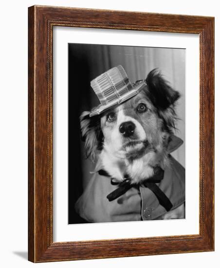 Lucky the Dog, in the Movie, "The Lost Dog"-Nina Leen-Framed Photographic Print