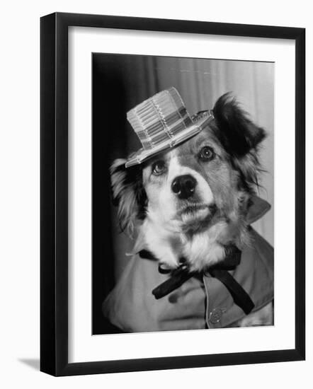 Lucky the Dog, in the Movie, "The Lost Dog"-Nina Leen-Framed Photographic Print