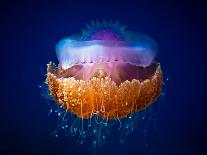 Fried Egg Jellyfish-Luckyguy-Premier Image Canvas