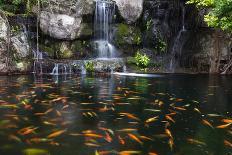 Koi Fish in Pond at the Garden with A Waterfall-luckypic-Photographic Print