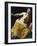 Lucretia-Artemisia Gentileschi-Framed Premium Giclee Print