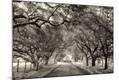 Photographic Print